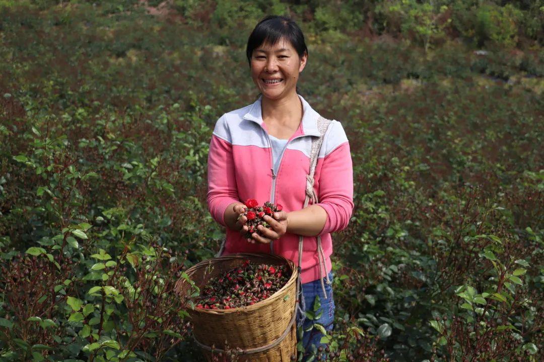 致富玫瑰种植条件_致富的玫瑰种植_致富玫瑰种植方法