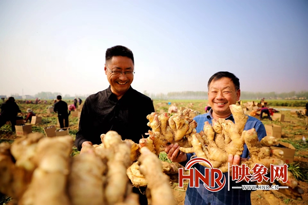 河南驻马店市驿城区：小生姜种出致富路