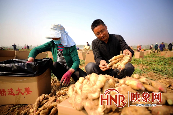 致富生姜种植视频_生姜种植挣钱吗_致富经种植生姜