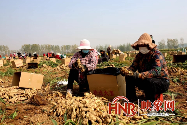 生姜种植挣钱吗_致富经种植生姜_致富生姜种植视频