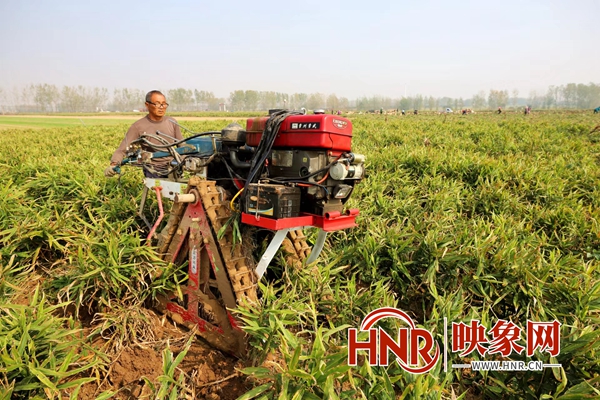 生姜种植挣钱吗_致富经种植生姜_致富生姜种植视频