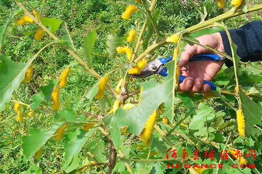 致富经蘑菇_cctv7 致富经 香菇_致富经香菇种植视频