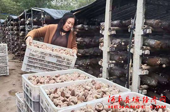 致富经香菇_致富经蘑菇_cctv7 致富经 香菇