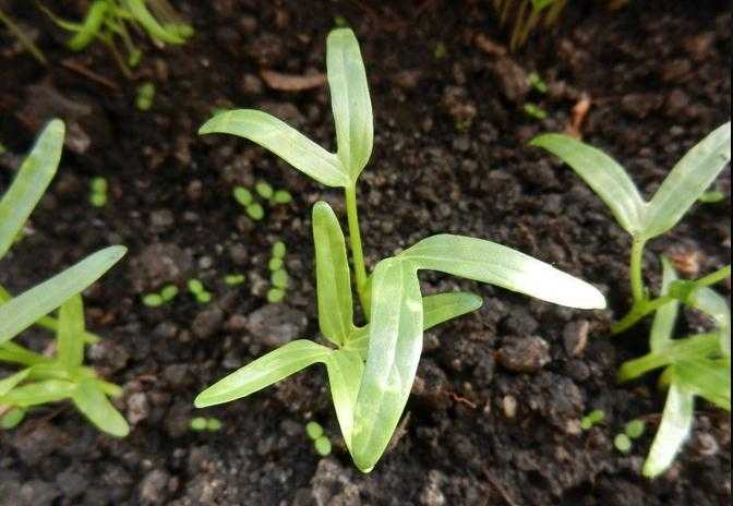 空心菜种植_种植空心菜的方法及管理_空心菜12月种植技术