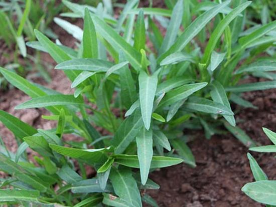 种植空心菜的方法及管理_空心菜12月种植技术_空心菜种植