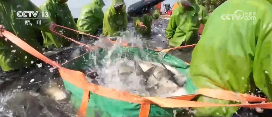 本地鲫鱼的养殖技术_鲫鱼养殖场_鲫鱼养殖成功案例