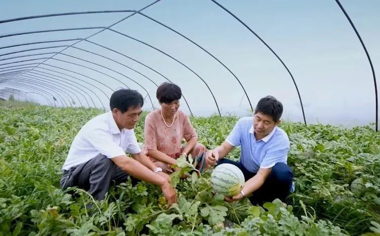 西瓜种植玉黄技术要点_黄玉西瓜怎么挑_黄玉西瓜种植技术