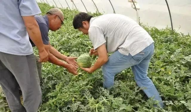 黄玉西瓜种植技术_西瓜种植玉黄技术要点_黄玉西瓜怎么挑