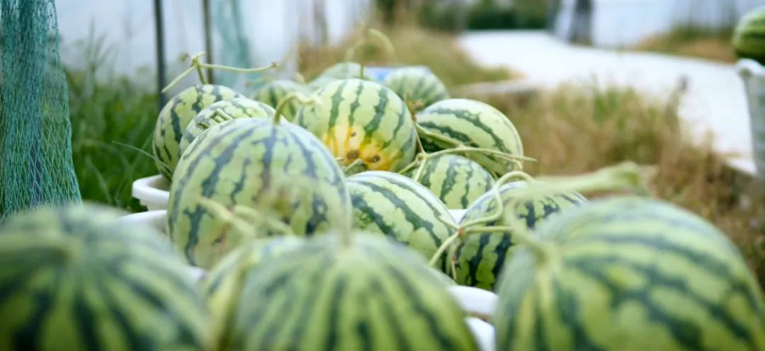 西瓜种植玉黄技术要点_黄玉西瓜种植技术_黄玉西瓜怎么挑