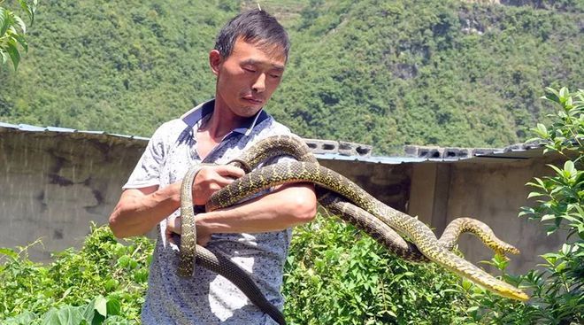 红薯养猪成功案例视频_致富红薯猪养种黑猪好吗_致富经种红薯养黑猪