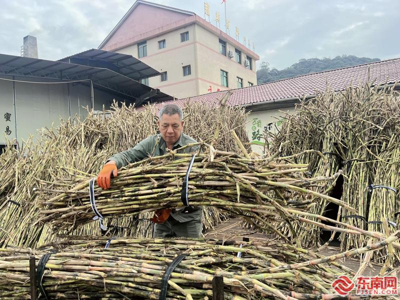 露台种植蔬菜效果图_露地种植_露台种植致富吗