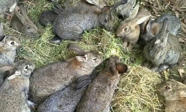 致富经养殖野兔子视频播放_野外养殖兔子视频_生财有道野兔养殖视频