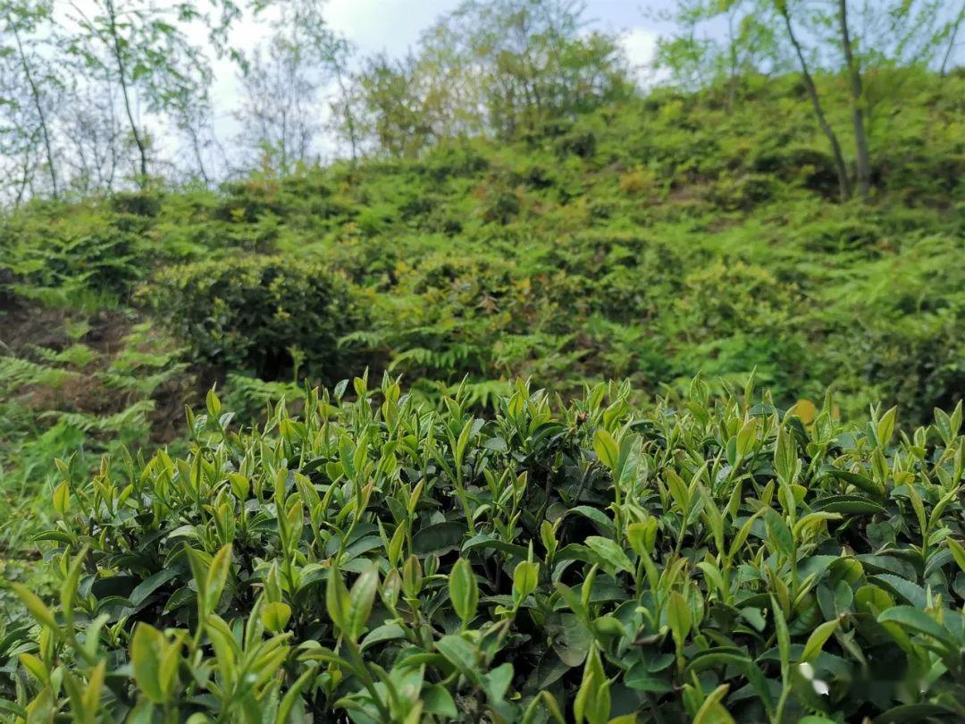 种植白茶赚钱吗_种植白茶的市场前景_白茶种植致富