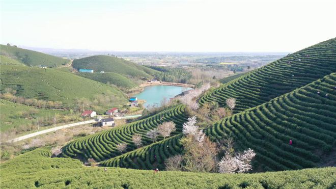 致富种植白茶怎么样_白茶种植致富_致富种植白茶好吗