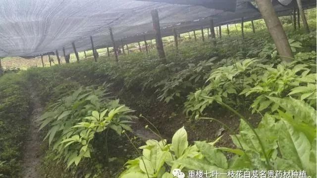 科学种植致富项目_致富科学种植项目有哪些_致富种植创业项目