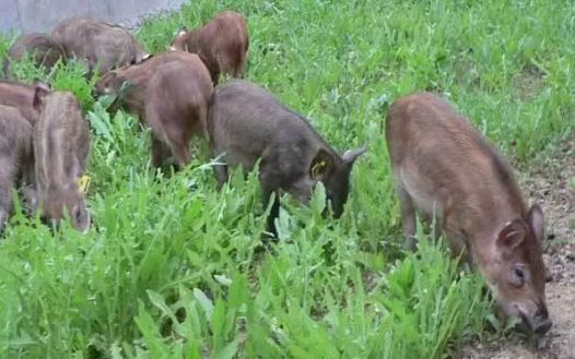 致富野猪养殖视频_养殖野猪致富_野猪养殖户