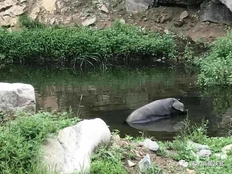 野猪养殖项目_致富野猪养殖视频_养殖野猪致富