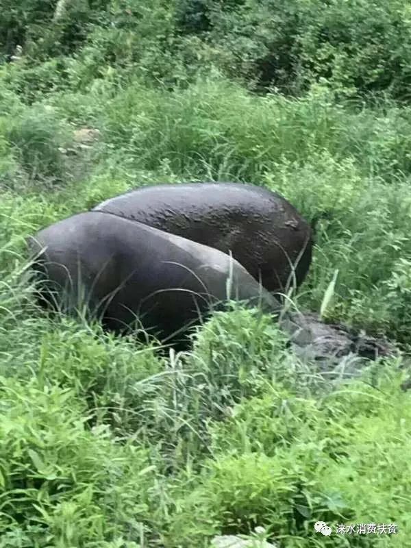 野猪养殖项目_致富野猪养殖视频_养殖野猪致富