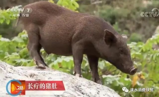 养殖野猪致富_致富野猪养殖视频_野猪养殖项目