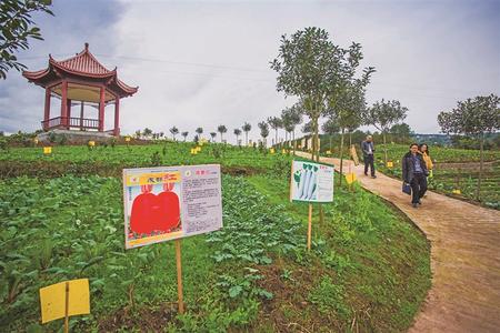 萝卜种植效益_萝卜种植致富案例_萝卜制种高产技术