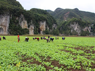 红宝辣椒市场价格