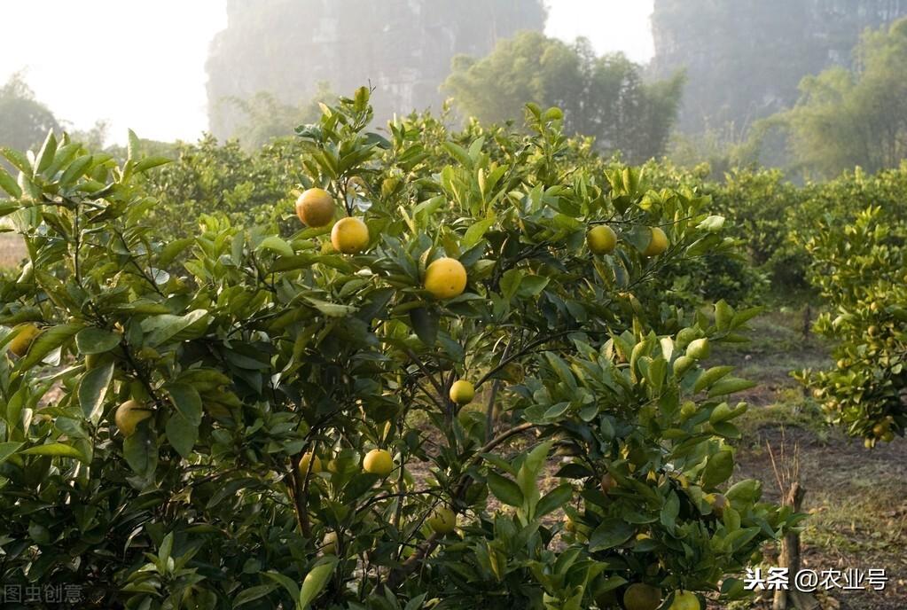 农业种植致富项目有哪些？什么项目前景好挣钱多