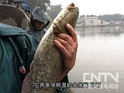 致富经青花椒_致富经青花椒平昌视频_致富经花椒女