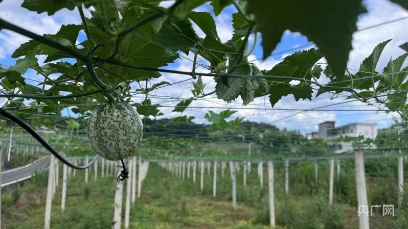 贵州金沙：吊瓜产业兴起 拓宽群众增收渠道