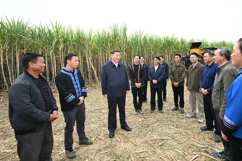 糖料蔗种植技术_糖料蔗种植成本_蔗糖种植成本和利润土流网