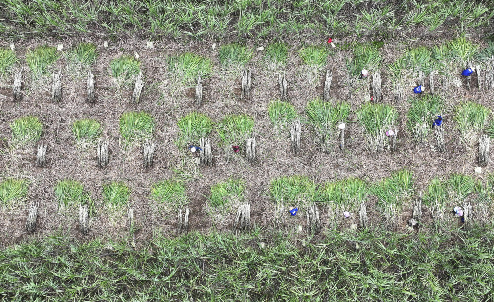 蔗糖种植成本和利润土流网_糖料蔗种植技术_糖料蔗种植成本