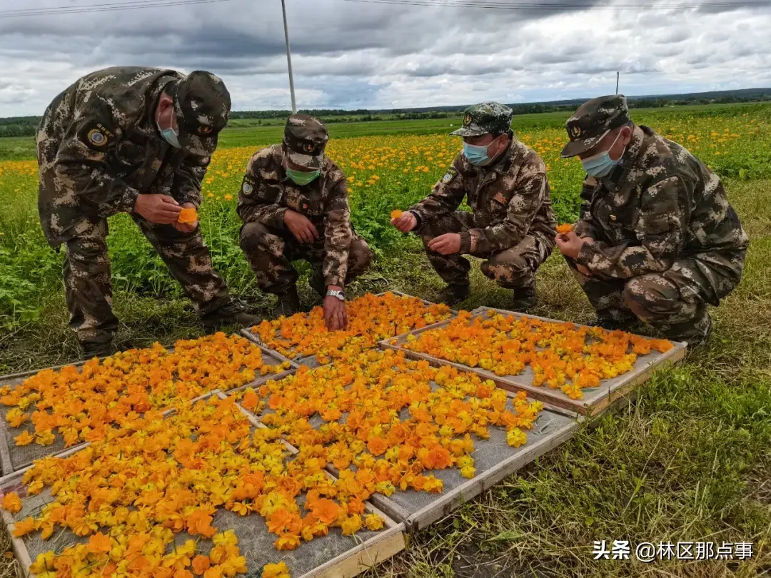 崔福林：通肯河畔 布伦山下 金莲花开