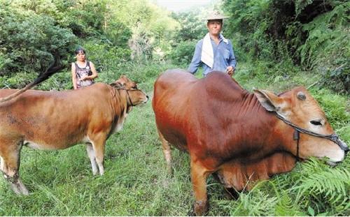 土银致富经：牛肉市场走势被看好 附养牛补贴价格