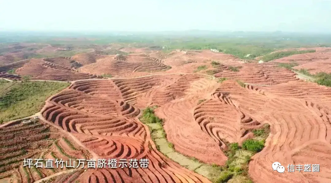 种植脐橙增收致富_脐橙种植成本和利润及风险_种植脐橙的有利自然条件