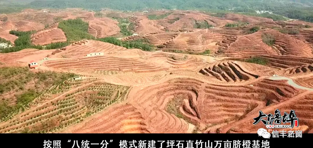 种植脐橙的有利自然条件_种植脐橙增收致富_脐橙种植成本和利润及风险