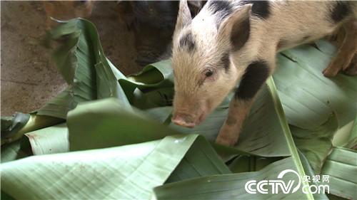 致富经特种野猪养殖视频_致富经 野猪千万财富_致富经野猪