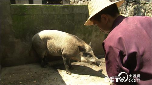 致富经野猪_致富经 野猪千万财富_致富经特种野猪养殖视频