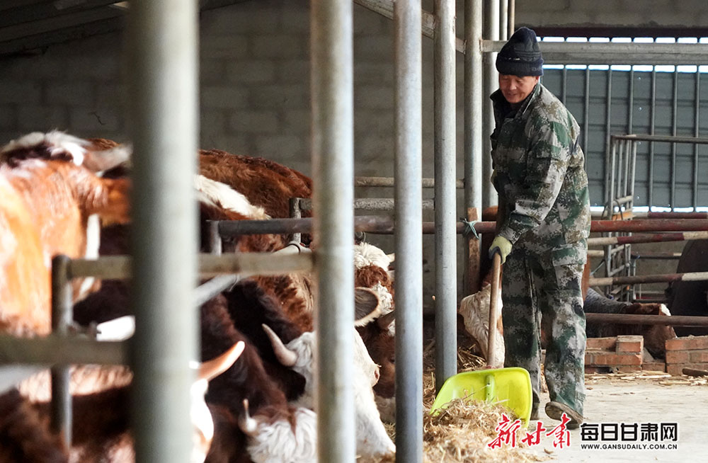 肃南县康乐镇：肉牛养殖踏出致富路