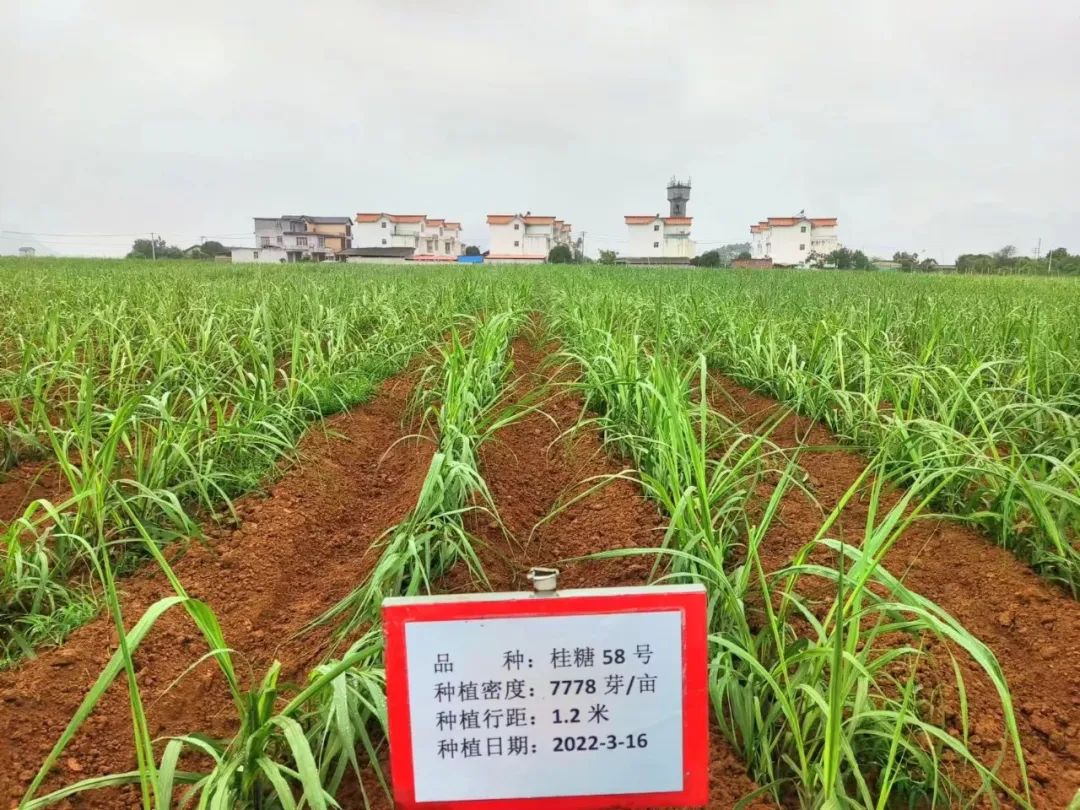 种植蔗技术糖料是什么_糖料蔗种植成本_糖料蔗种植技术