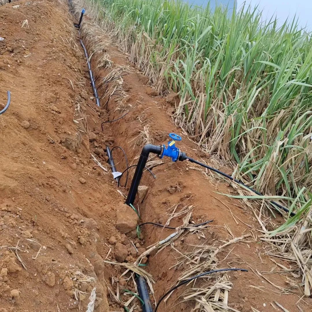 种植蔗技术糖料是什么_糖料蔗种植技术_糖料蔗种植成本