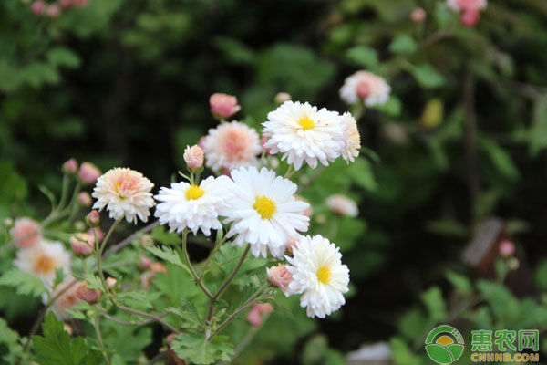 菊花嫁接种植技术视频_菊花怎样嫁接视频_菊花造型嫁接方式