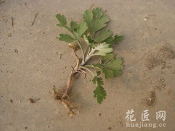 菊花繁殖方法