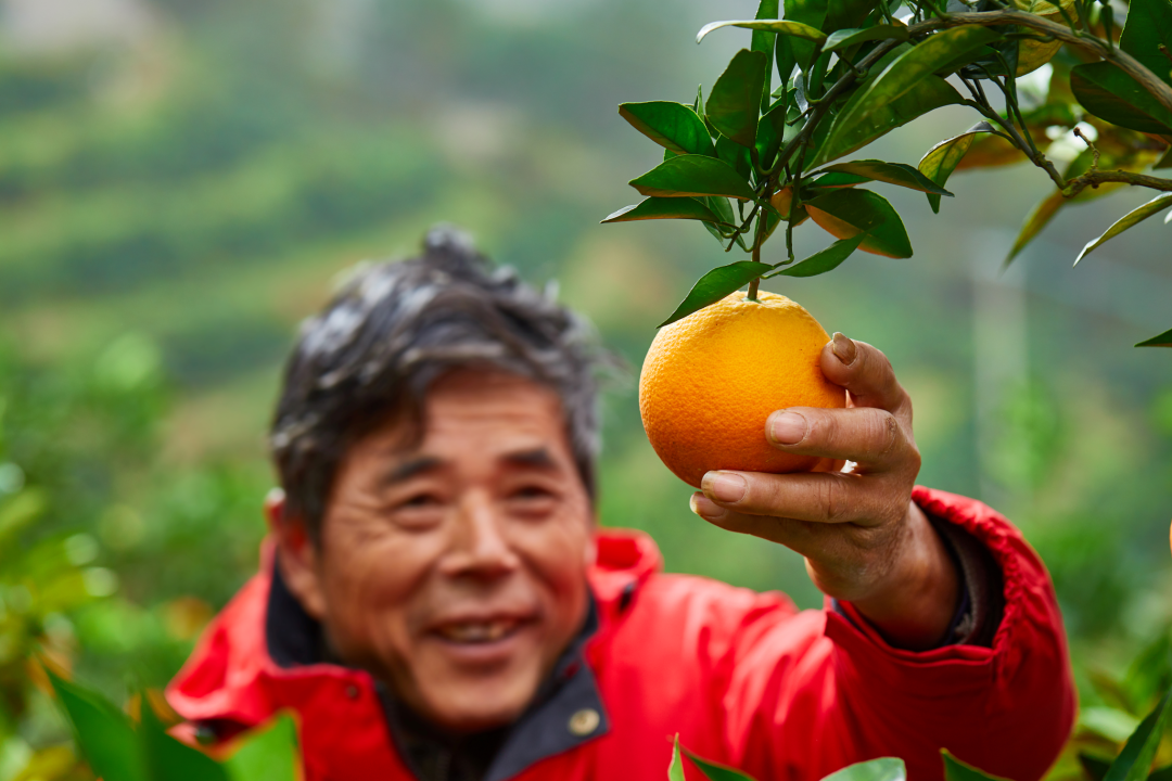 种植脐橙增收致富_种植脐橙收益怎么样_种植脐橙赚钱吗