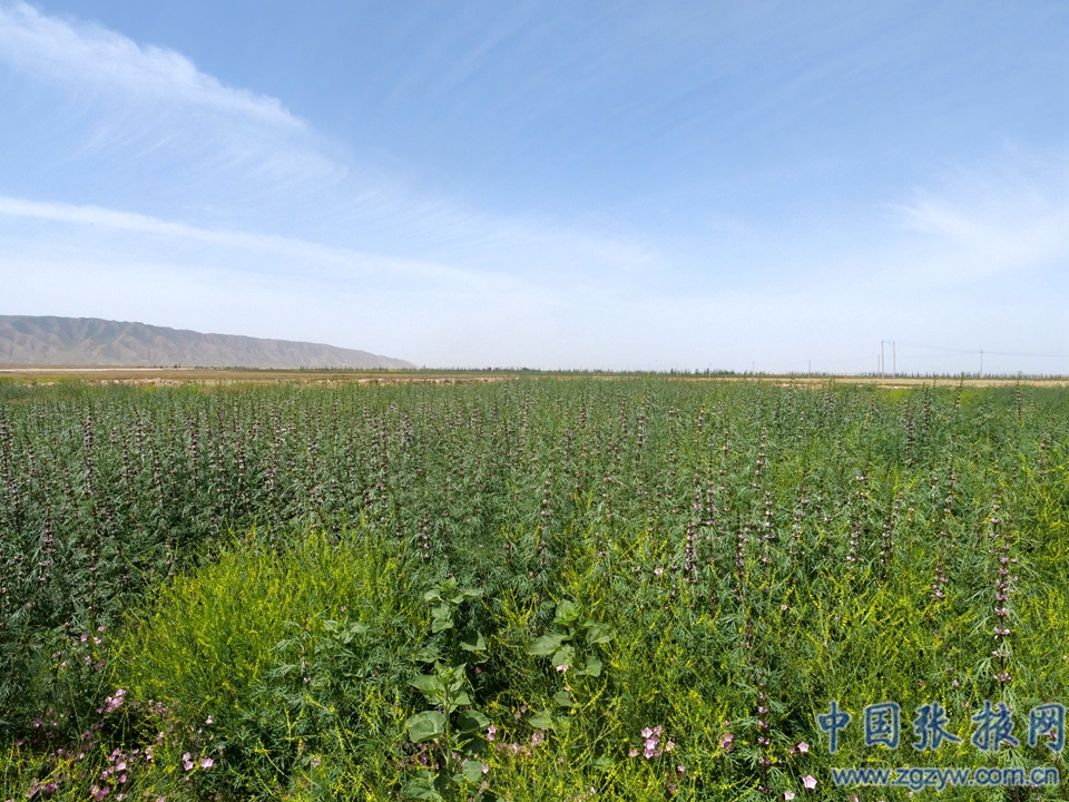 致富之路大全_致富经种草_中草药种植致富之路在哪里