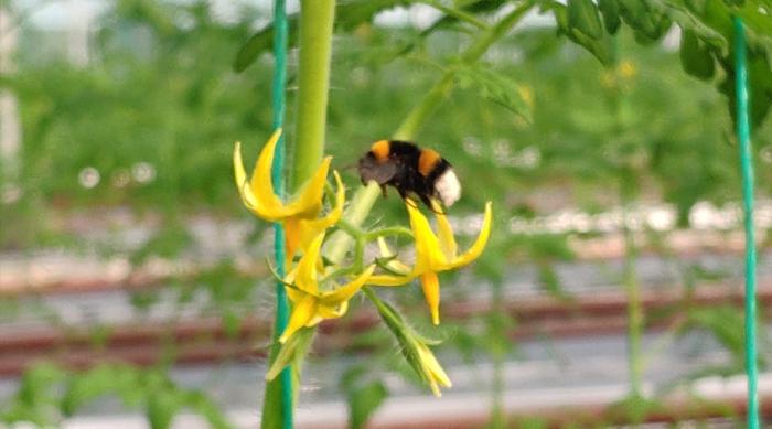 授粉蜂养殖技术_蜜蜂授粉技术规程_养蜂繁殖技巧