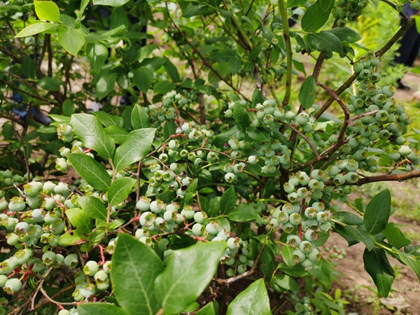 致富经种草_中草药种植致富之路在哪里_致富经种植中药材