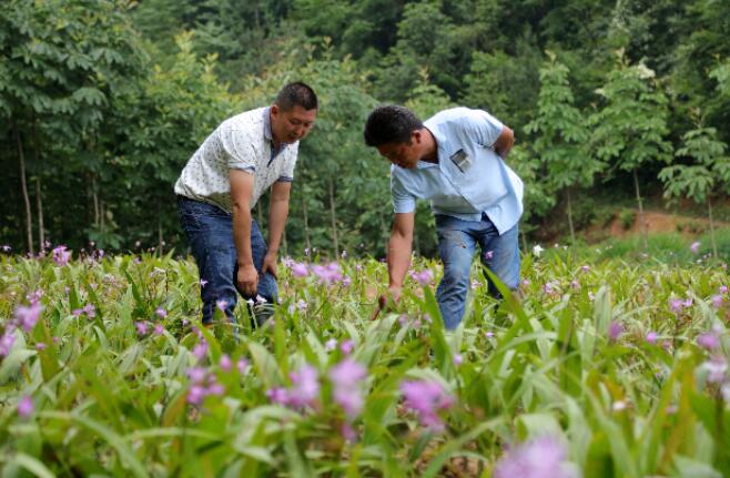 环世界虫巢致富_茶叶有虫还能喝吗_致富经陈茶叶只为虫