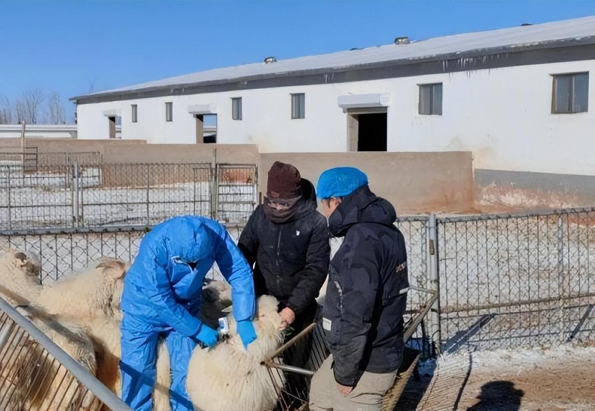 养羊的致富经_养羊致富_致富经养殖什么羊最好