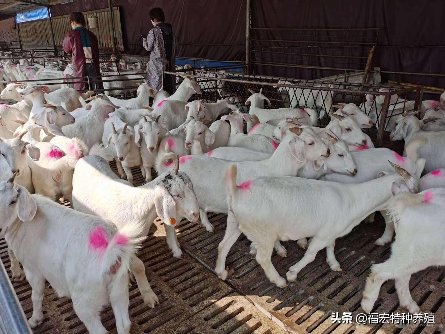 致富养殖羊好卖吗_养羊的致富经_致富经养殖什么羊最好