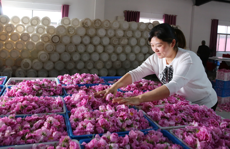 江苏海安：玫瑰花铺就农民致富“芬芳之路”