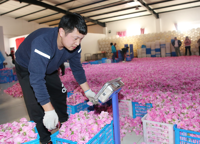 石头种植致富花图片_致富经石榴_致富有方